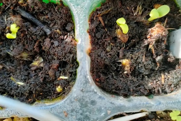勋章菊如何养爆盆，每天确保有充足的太阳照射