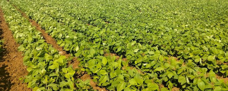 毛豆的种植行距和株距，种植株距为30厘米左右