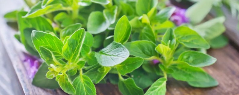 常用的摆盘花草，分为花瓣摆盘、叶片摆盘等