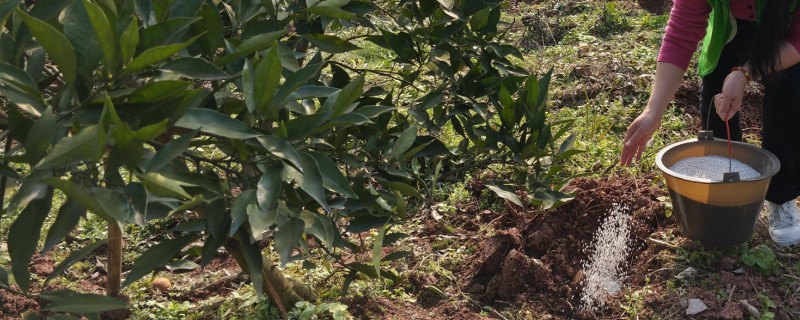 秋季怎么对果树施肥料，以下六种方式经常用到