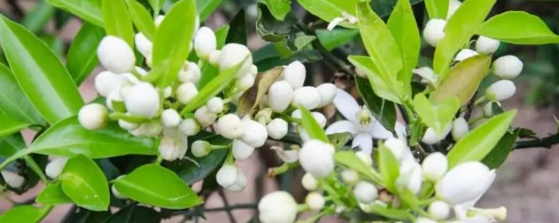 柑橘花芽分化用哪种药，可通过植物生长调节剂进行调控