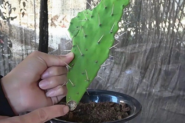 如何让仙人掌开花，生长期每隔10-15天追肥一次