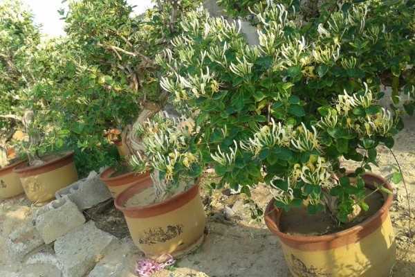 金银花盆栽冬天的养殖方式，在入冬前追施肥一次
