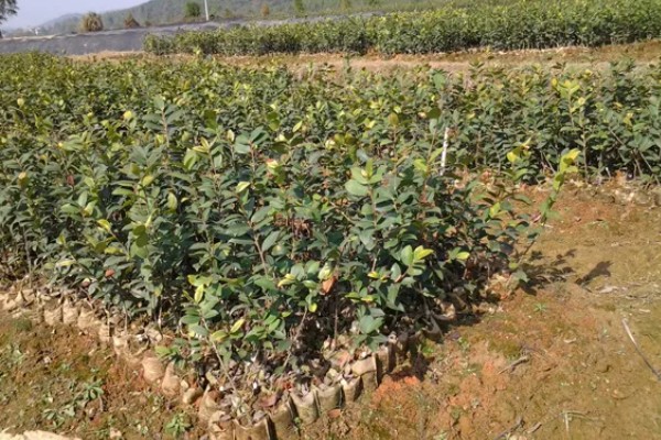 油茶树苗的价格，6-8元左右一棵