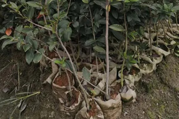 油茶树苗的价格，6-8元左右一棵