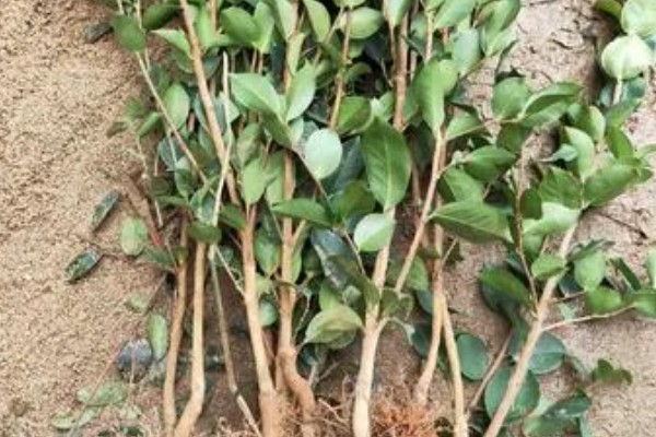 油茶树苗的价格，6-8元左右一棵