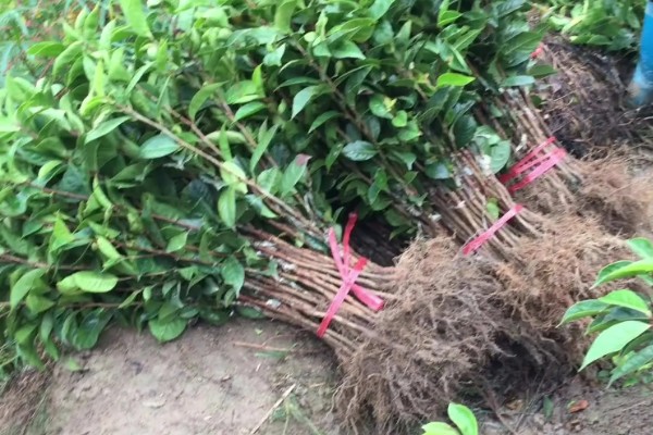 油茶树苗的价格，6-8元左右一棵