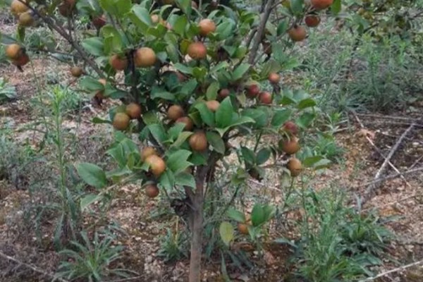 油茶树苗的价格，6-8元左右一棵