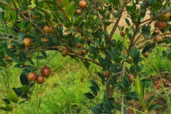 油茶树苗的价格，6-8元左右一棵