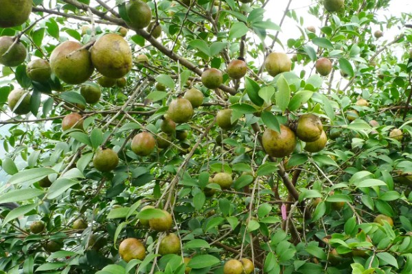 油茶树苗的价格，6-8元左右一棵