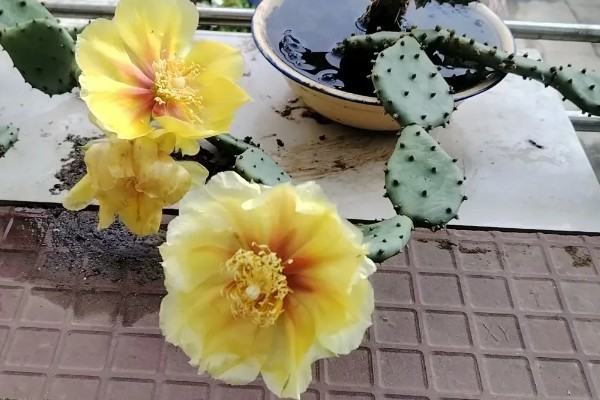 如何让仙人掌开花，生长期每隔10-15天追肥一次