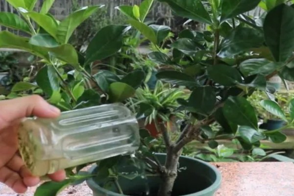 栀子花什么时候扦插好，4月中旬进行为佳