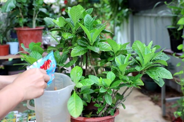 栀子花什么时候扦插好，4月中旬进行为佳