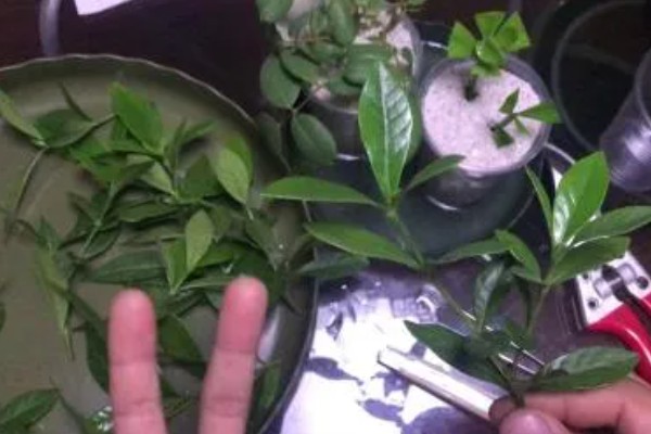 栀子花什么时候扦插好，4月中旬进行为佳