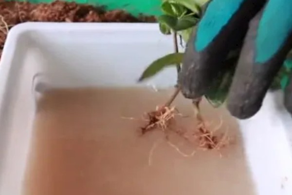 栀子花什么时候扦插好，4月中旬进行为佳