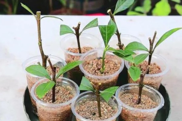 栀子花什么时候扦插好，4月中旬进行为佳