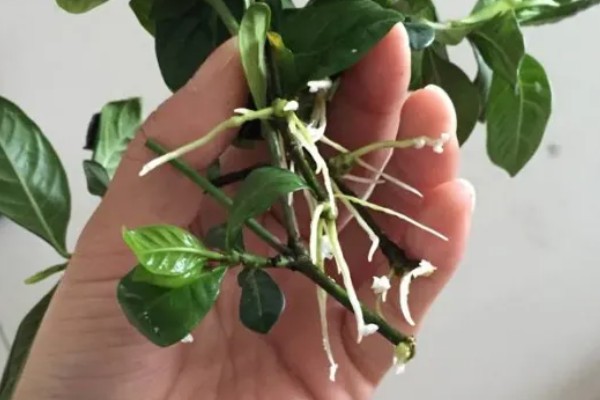 栀子花什么时候扦插好，4月中旬进行为佳