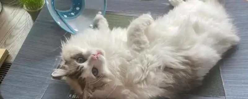 猫咪绝育后如何调整饮食，可补充喂食营养膏