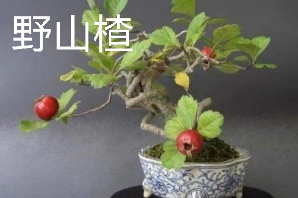 适合盆栽的山楂品种,常见的有野山楂、北山楂等