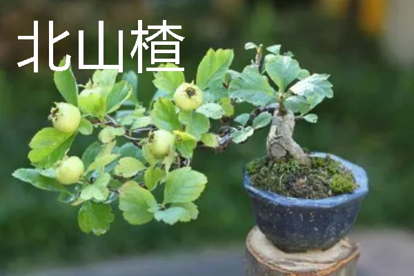 适合盆栽的山楂品种,常见的有野山楂、北山楂等