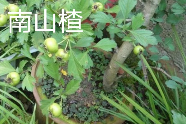 适合盆栽的山楂品种,常见的有野山楂、北山楂等
