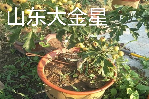 适合盆栽的山楂品种,常见的有野山楂、北山楂等