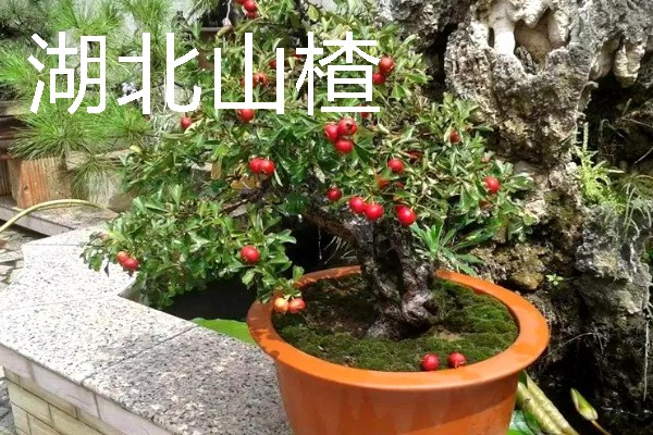 适合盆栽的山楂品种,常见的有野山楂、北山楂等