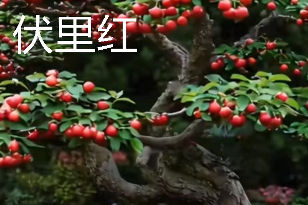 适合盆栽的山楂品种,常见的有野山楂、北山楂等