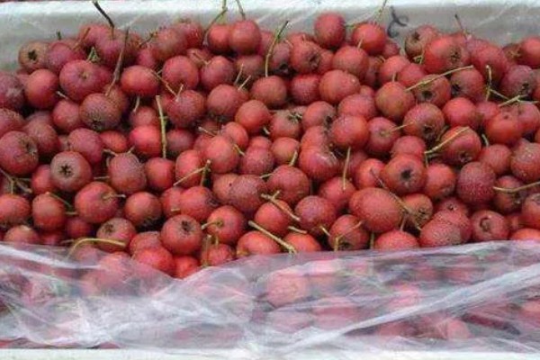 适合盆栽的山楂品种,常见的有野山楂、北山楂等