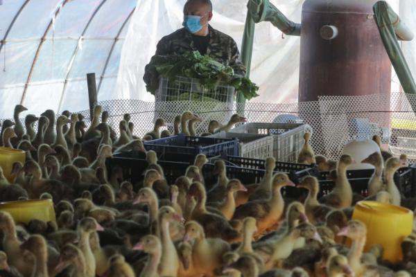 为什么鹅要吃泥和草，吃泥可帮助消化吸收食物