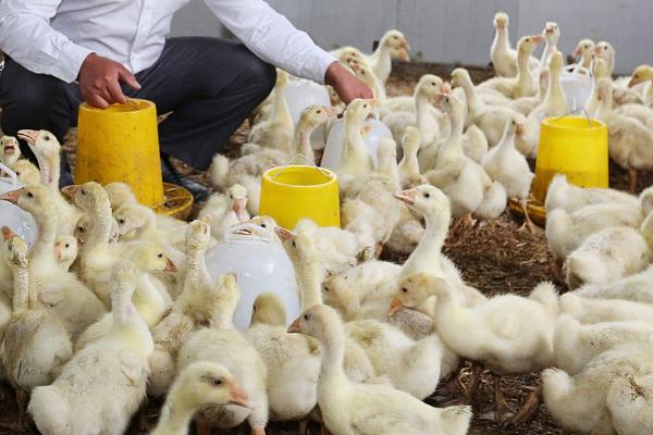 为什么鹅要吃泥和草，吃泥可帮助消化吸收食物