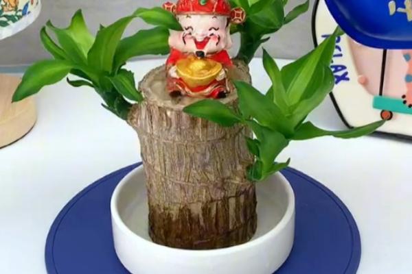 巴西木的养殖方法，生长期每隔半个月追施一次氮肥