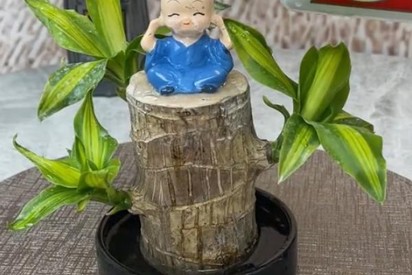 巴西木的养殖方法，生长期每隔半个月追施一次氮肥