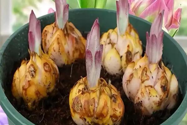 玉米百合的种植方法，适宜生长在温暖湿润的环境中