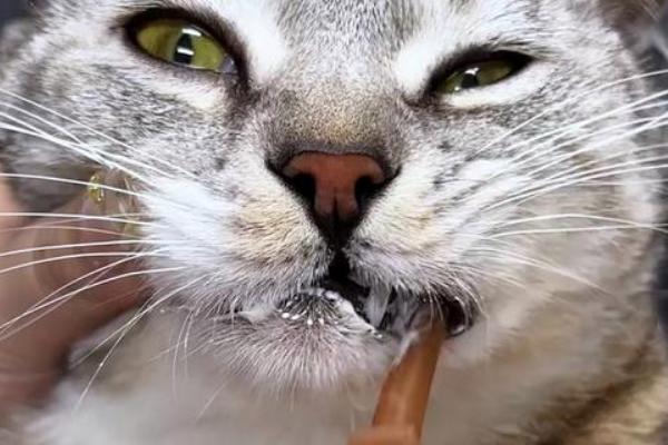猫咪有牙结石如何解决，定期为它刷牙可以清洁牙垢
