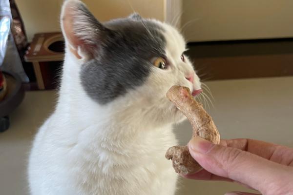猫咪有牙结石如何解决，定期为它刷牙可以清洁牙垢