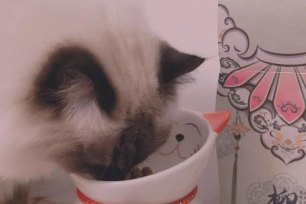 猫咪有牙结石如何解决，定期为它刷牙可以清洁牙垢