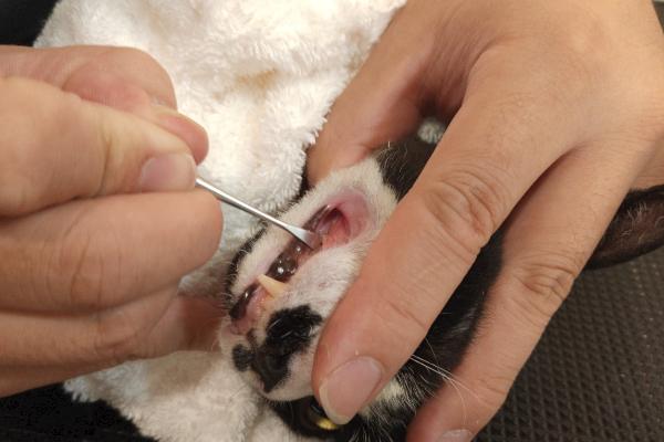 猫咪有牙结石如何解决，定期为它刷牙可以清洁牙垢