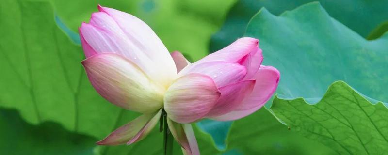 并蒂莲花的寓意，寓意永结同心、友谊长存等