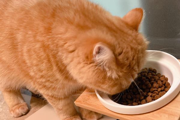 猫咪有牙结石如何解决，定期为它刷牙可以清洁牙垢