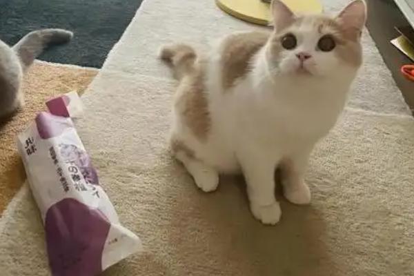猫咪有牙结石如何解决，定期为它刷牙可以清洁牙垢