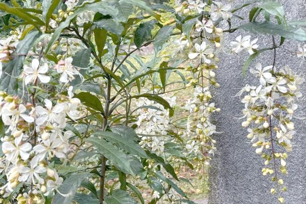 垂茉莉有哪些特点，其果实为核果球形