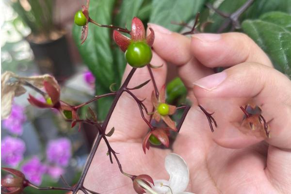 垂茉莉有哪些特点，其果实为核果球形