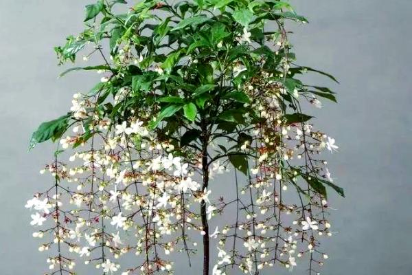 垂茉莉有哪些特点，其果实为核果球形