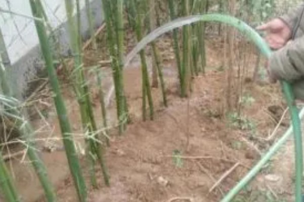 北方有什么耐寒的竹子，黄槽竹是常见品种
