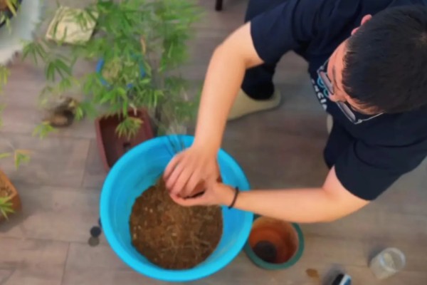 北方有什么耐寒的竹子，黄槽竹是常见品种