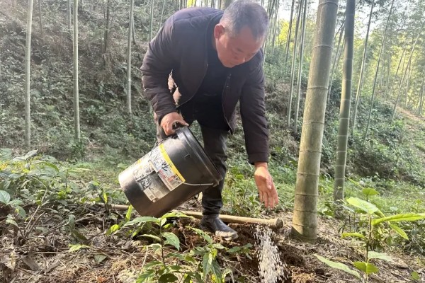 北方有什么耐寒的竹子，黄槽竹是常见品种