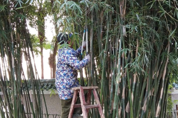 北方有什么耐寒的竹子，黄槽竹是常见品种