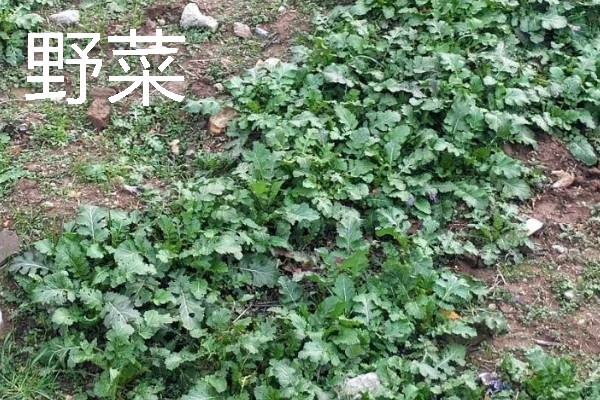 农村有什么致富种植项目，野菜、蘑菇、粗粮等作物都是不错的选择