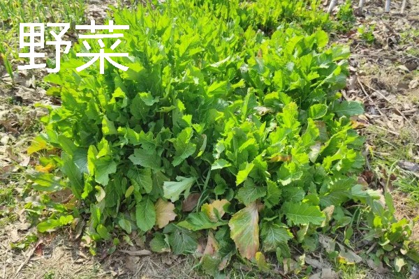 农村有什么致富种植项目，野菜、蘑菇、粗粮等作物都是不错的选择